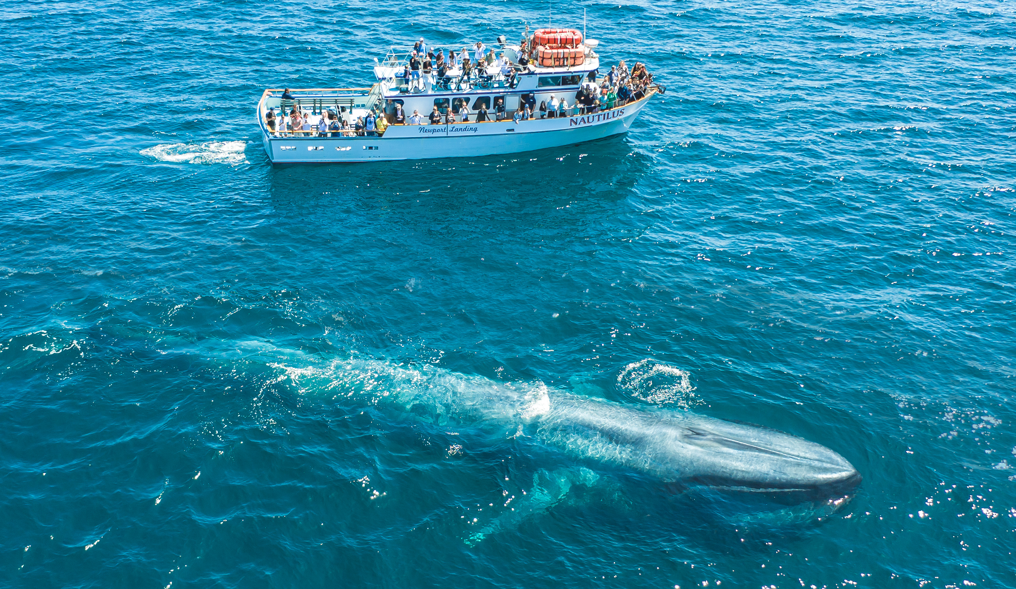 Santa-Monica-whale-watching-cruises