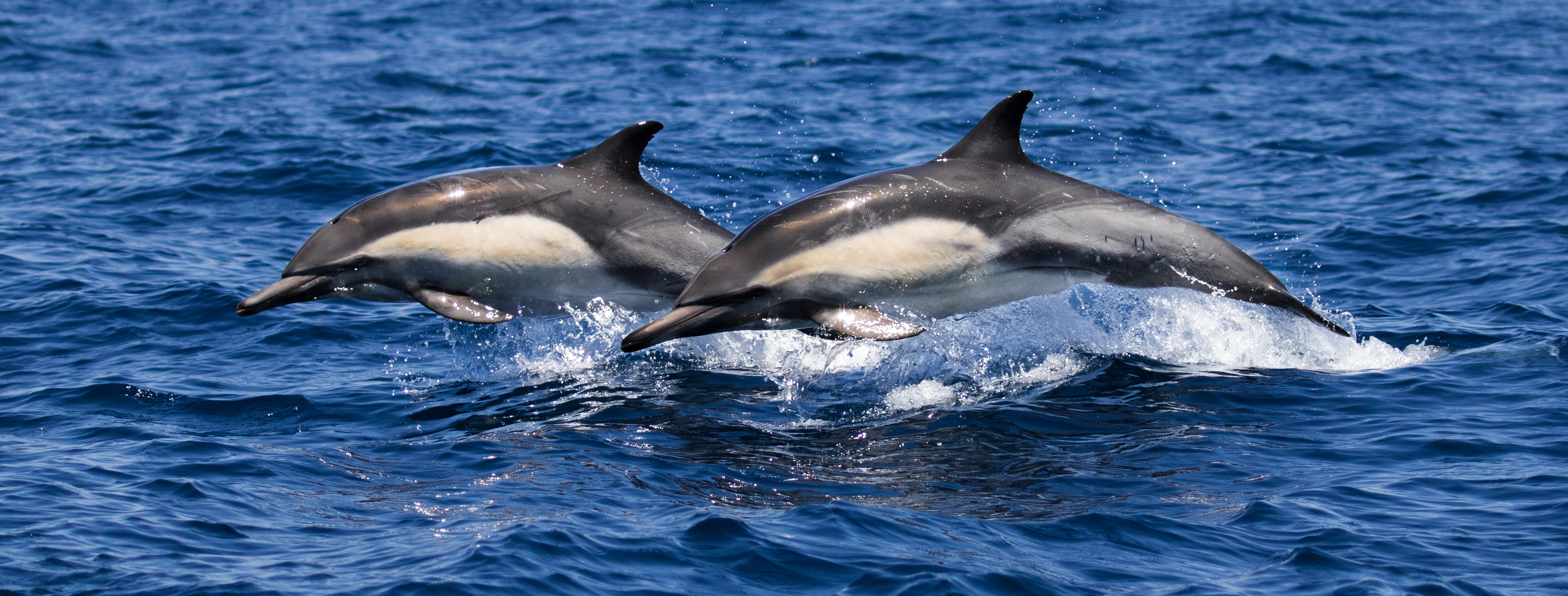 Santa-Monica-whale-tours-whale-watching