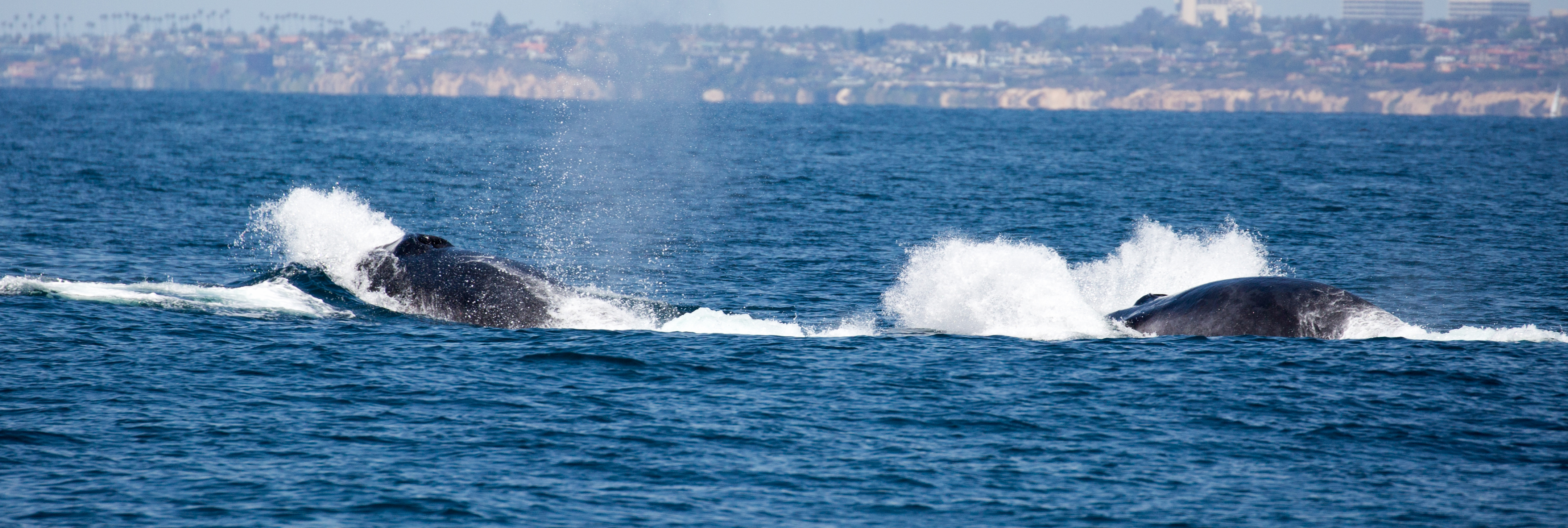 finback-whale-watching-Santa-Monica-tours