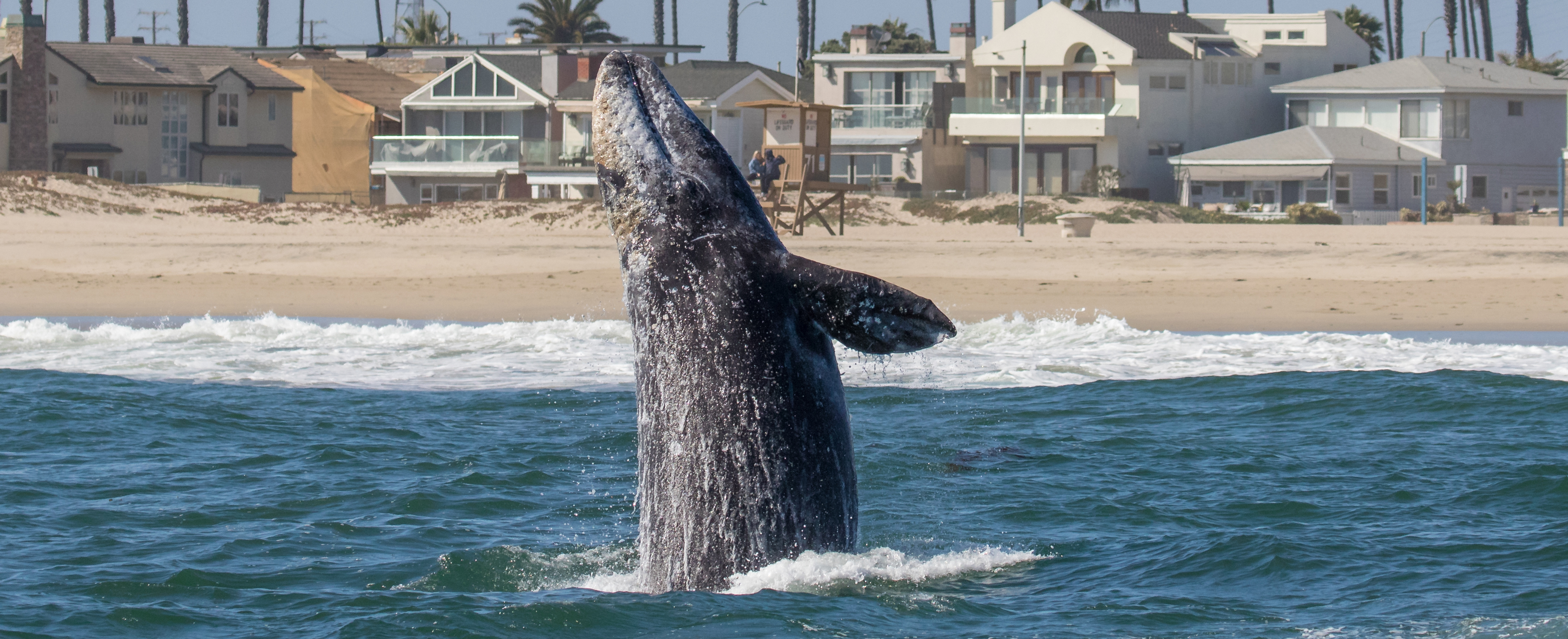 Santa-Monica-gray-whales