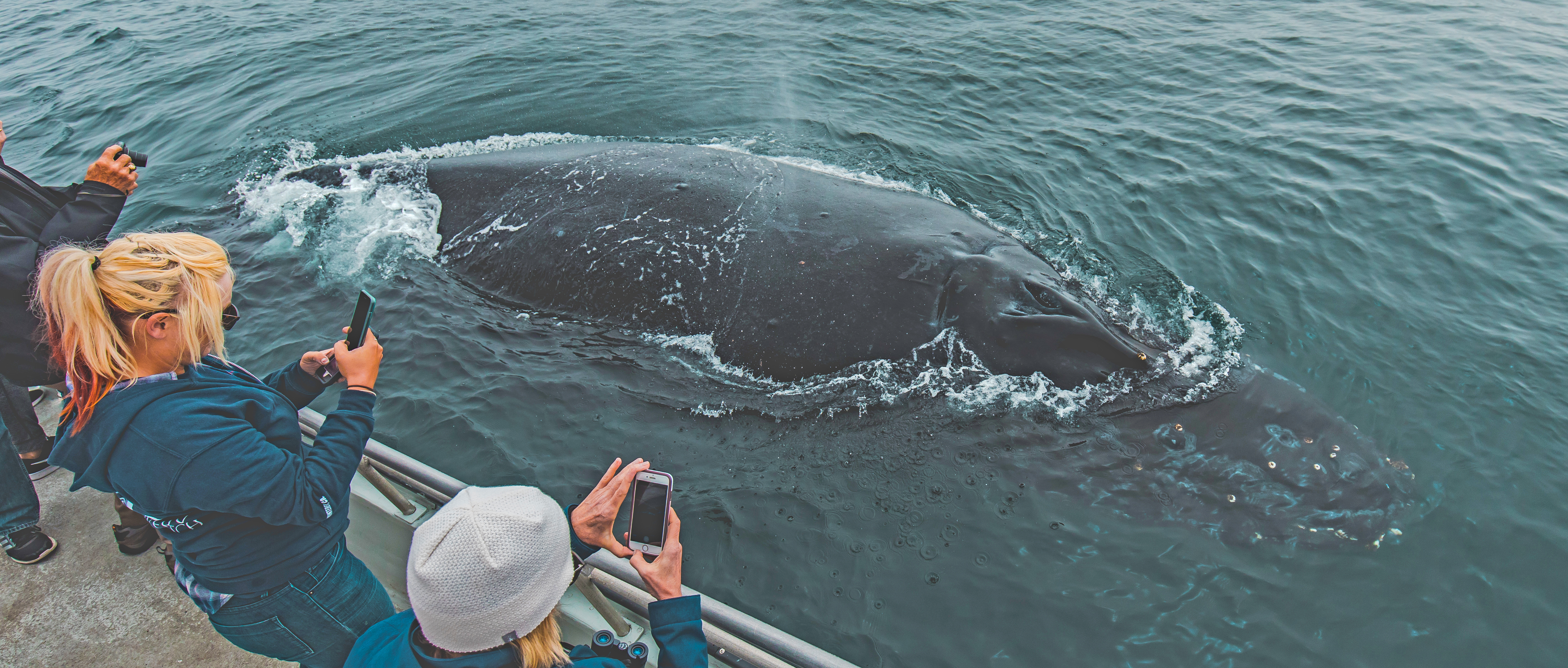 Santa-Monica-humpback-whale-watch