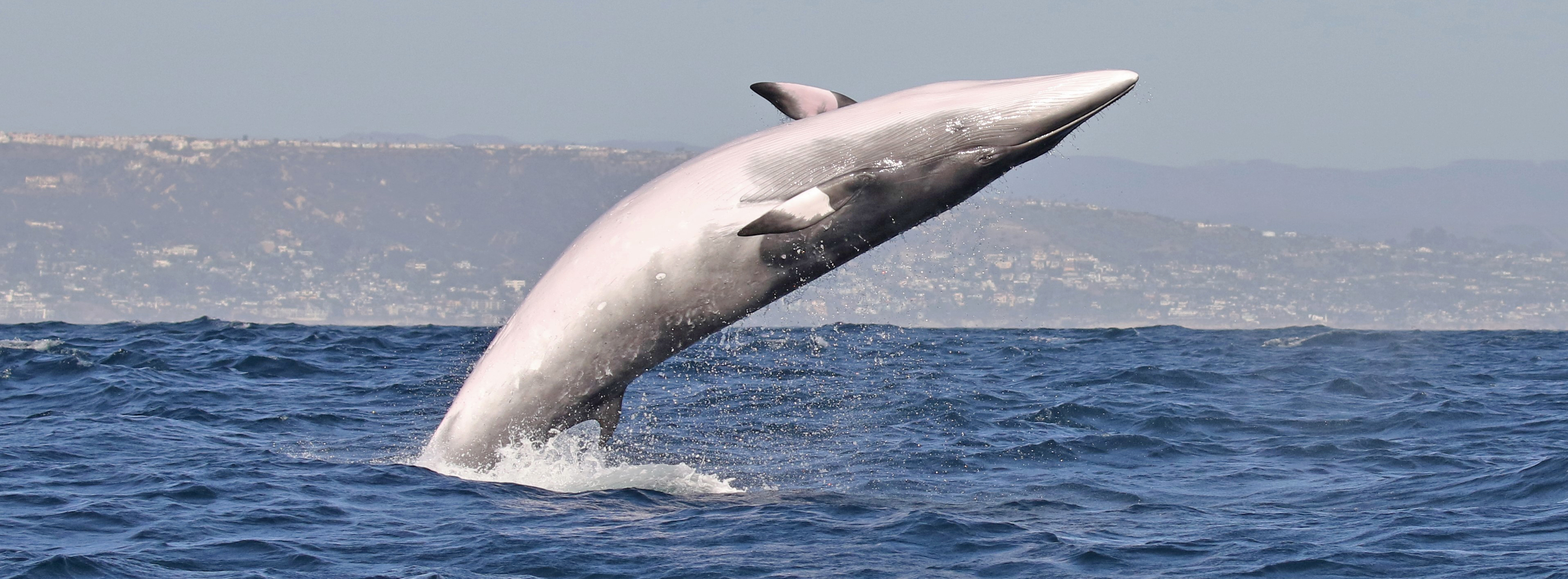 Santa-Monica-minke-whale