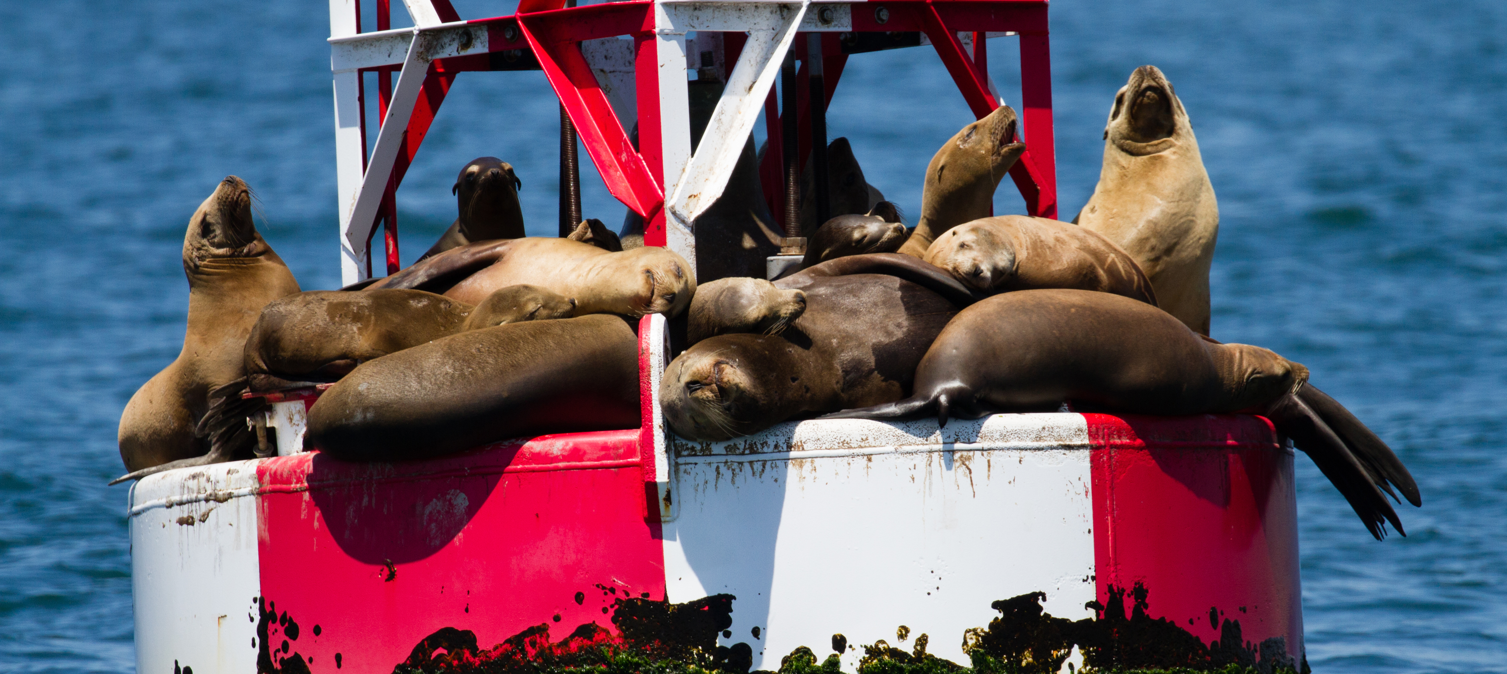 whale-watching-Santa-Monica-trips